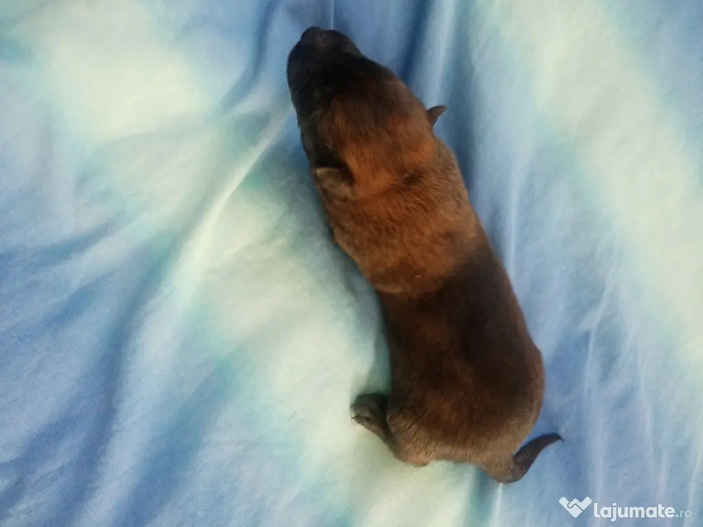 Catei Belgian Malinois 