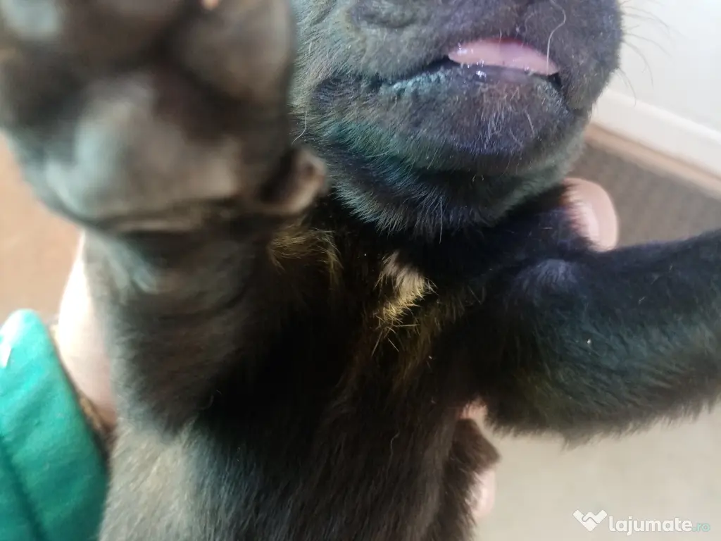 Catei Belgian Malinois 