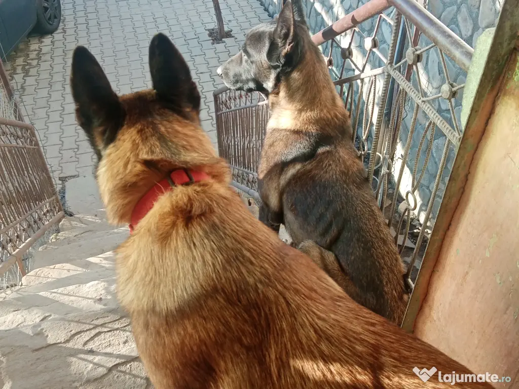 Catei Belgian Malinois 