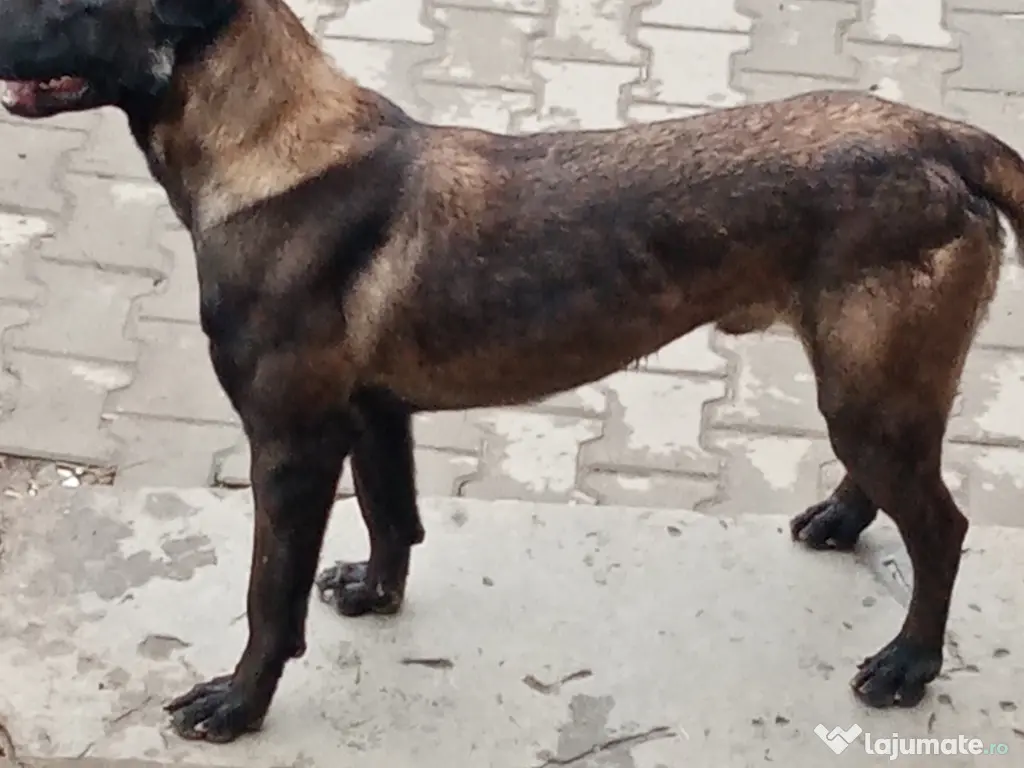 Catei Belgian Malinois 