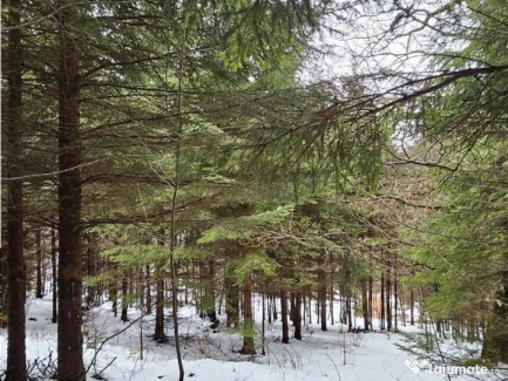 Teren superb extravilan in apropiere de Poiana Brasov