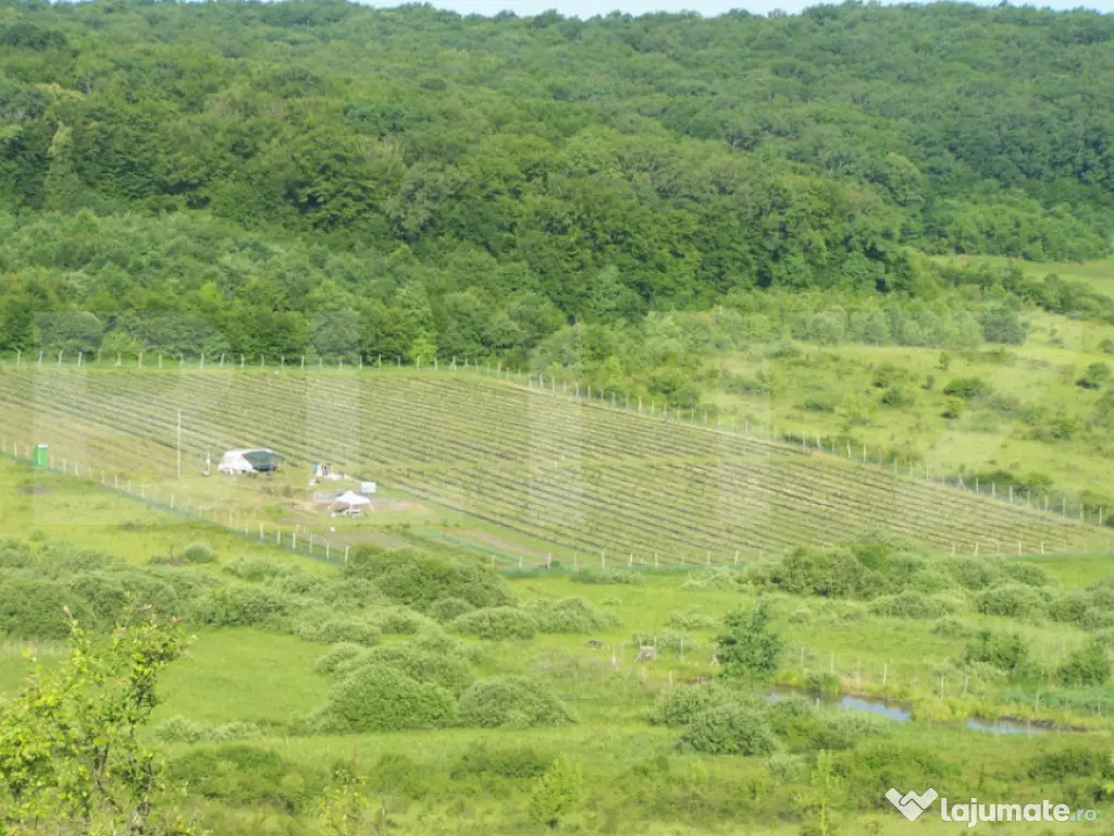 ???? Afacere la Cheie: Plantație Afine BIO – 1.93 Ha –