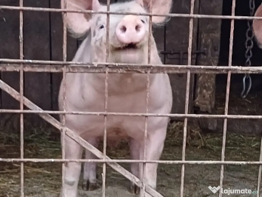 Vând ceva frumos pentru detali 0760620081 