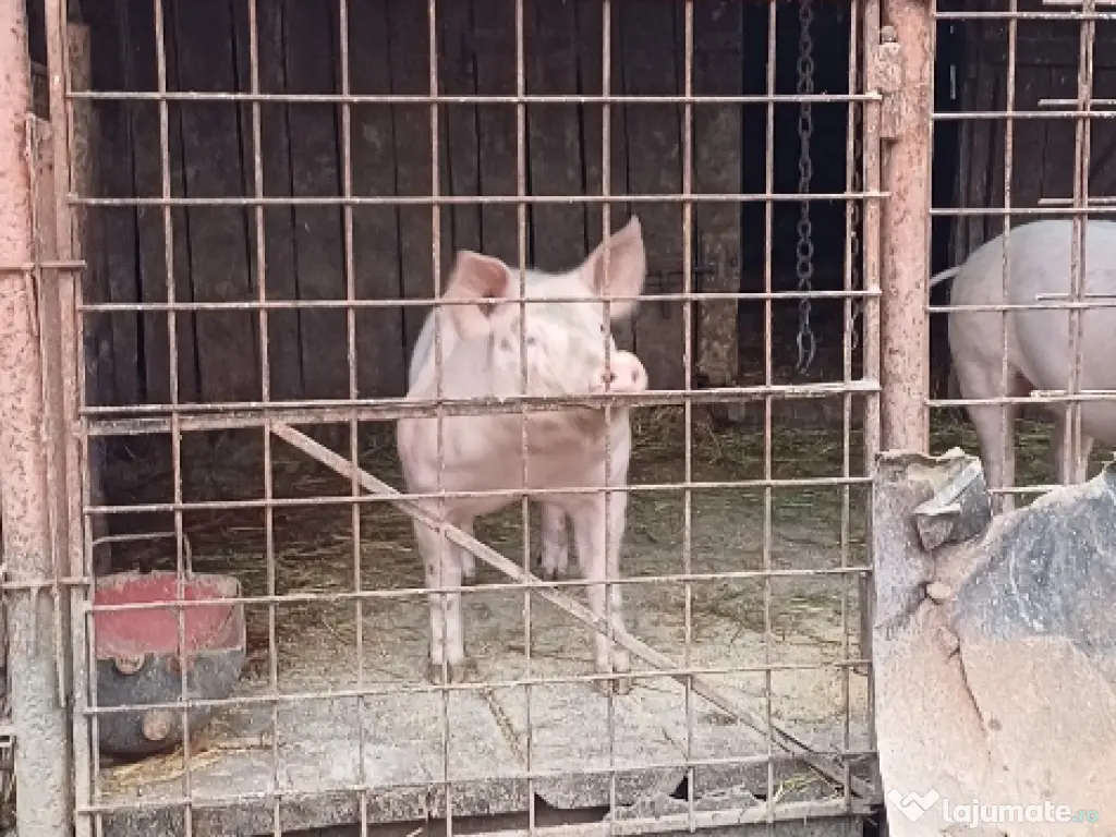 Vând ceva frumos pentru detali 0760620081 