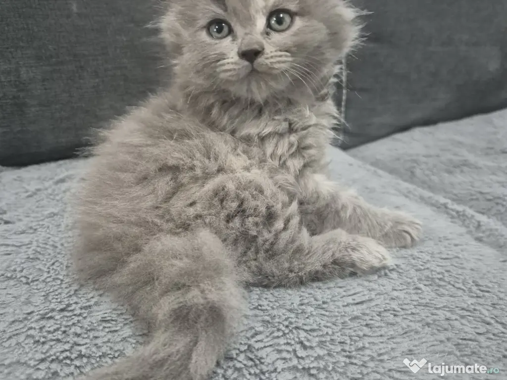 Pufoseniile își cauta o noua casa 