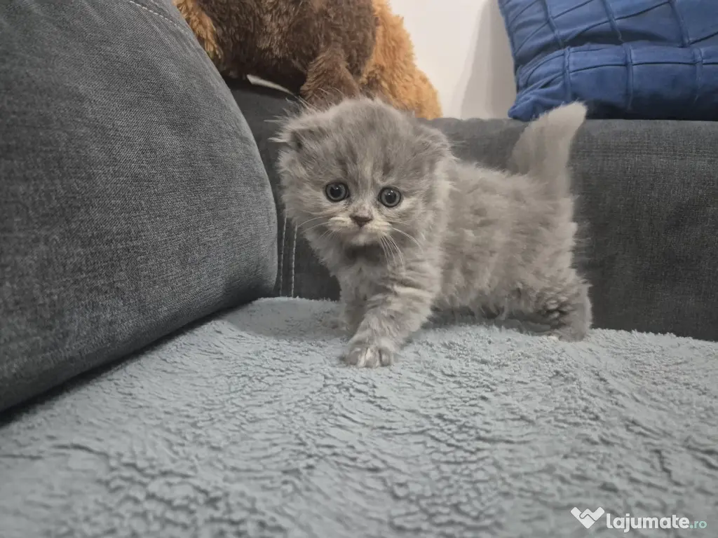 Pufoseniile își cauta o noua casa 