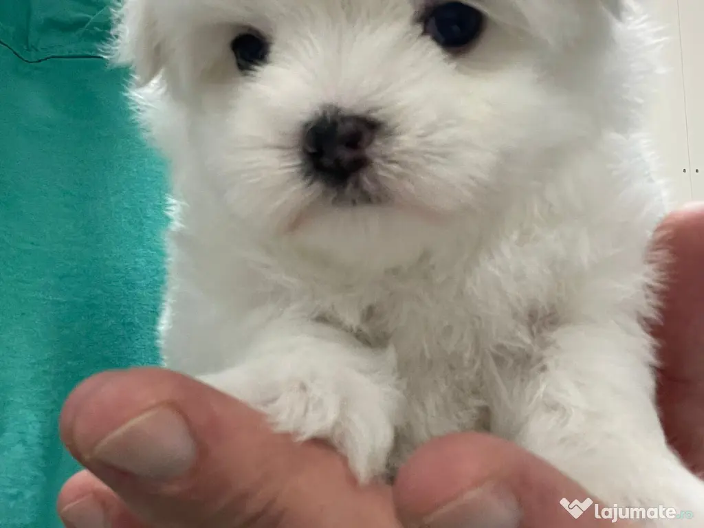 Pui Bichon Maltez – Femelă, 2 luni, microcipată și vaccinată