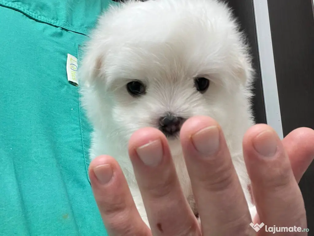 Pui Bichon Maltez – Femelă, 2 luni, microcipată și vaccinată