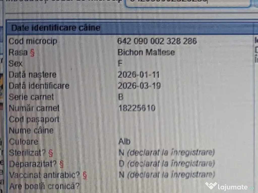 Pui Bichon Maltez – Femelă, 2 luni, microcipată și vaccinată