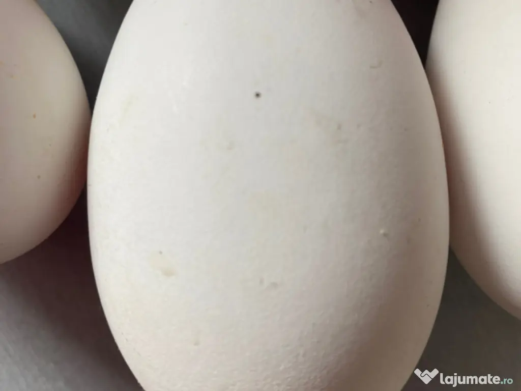 Oua de gasca rasa grea 