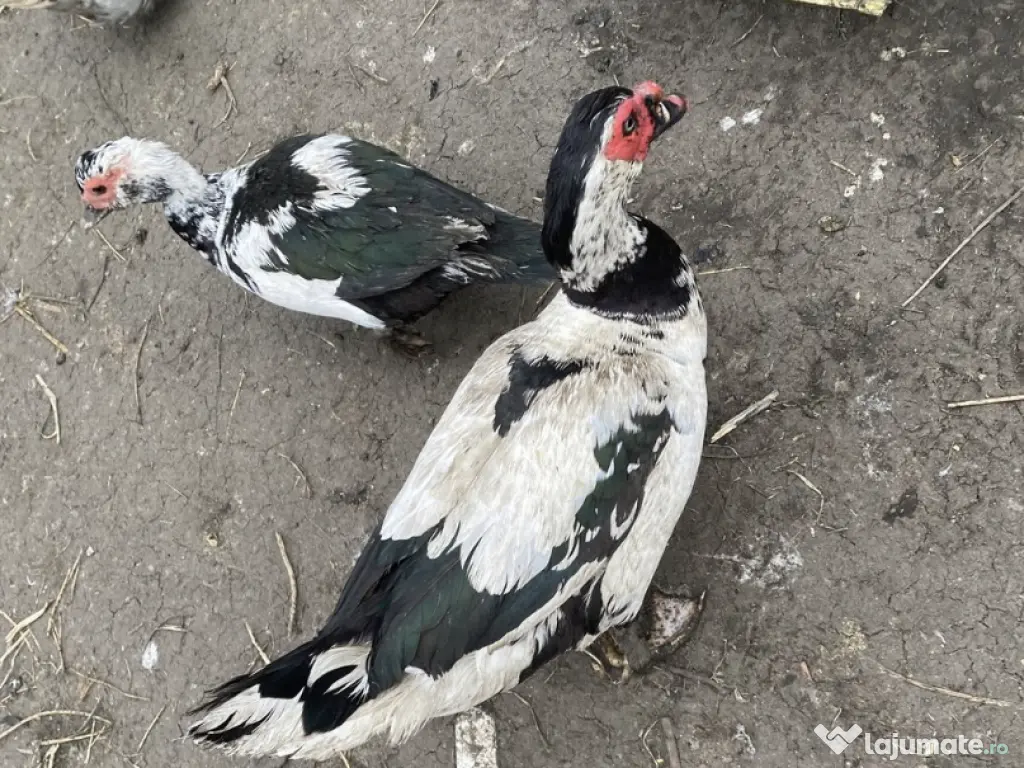 Oua de gasca rasa grea 