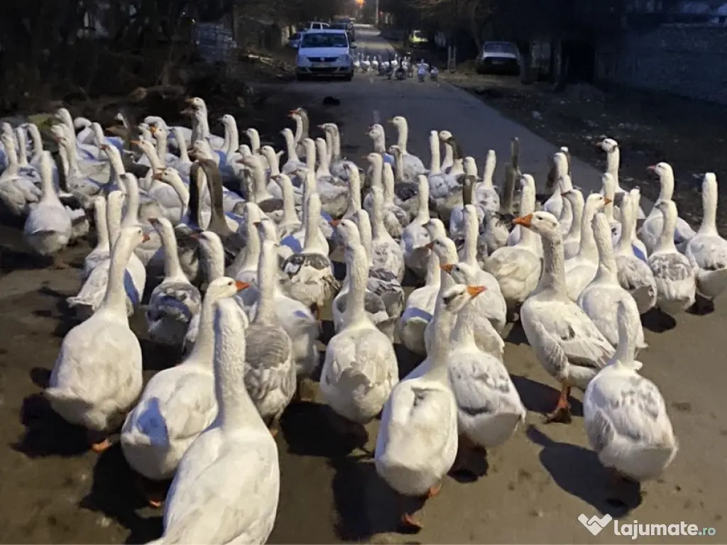 Oua de gasca rasa grea 