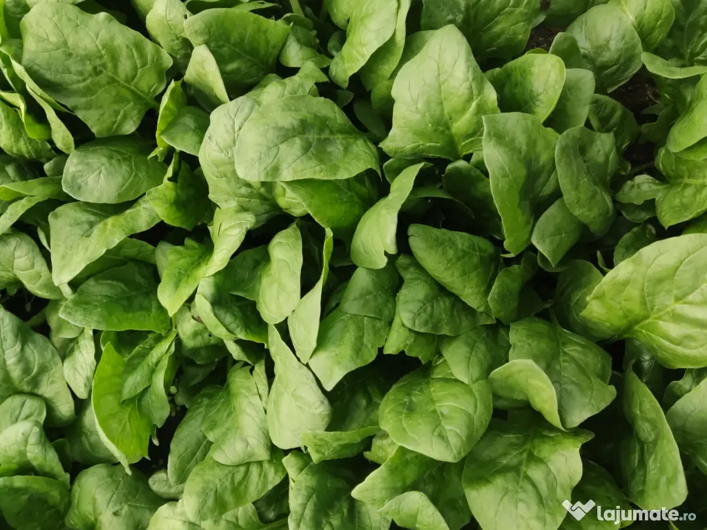 spanac din cultura proprie 