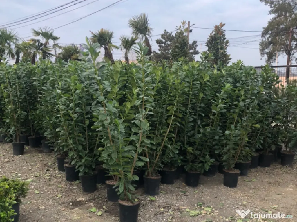 Leylandii chiparos pe tru gard viu 