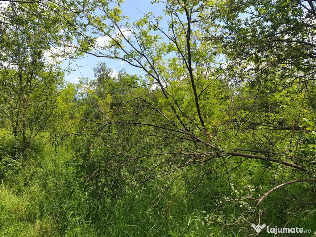 Teren extravilan Episcopia Bihorului 