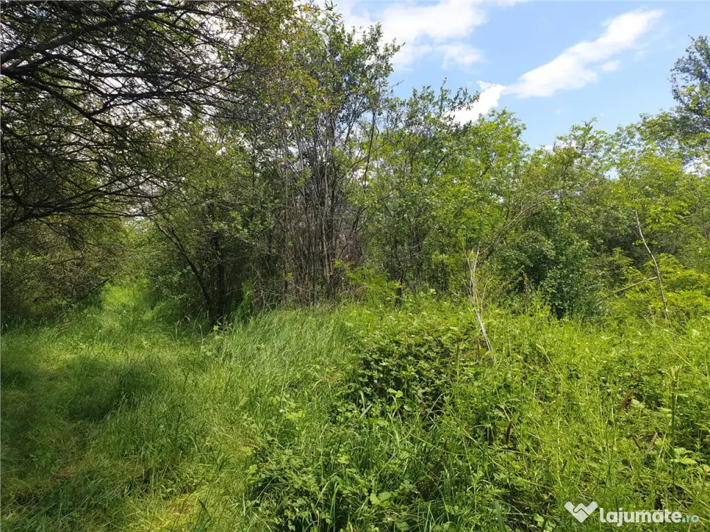 Teren extravilan Episcopia Bihorului 