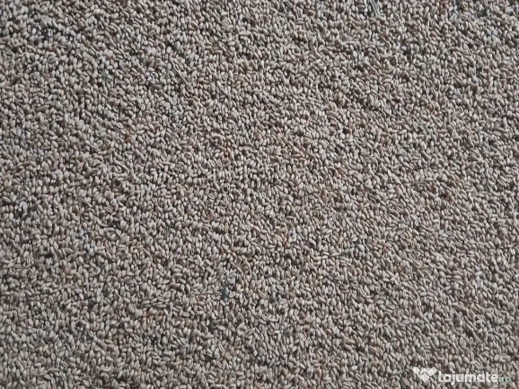 Vand grau de samanta productie 2025 