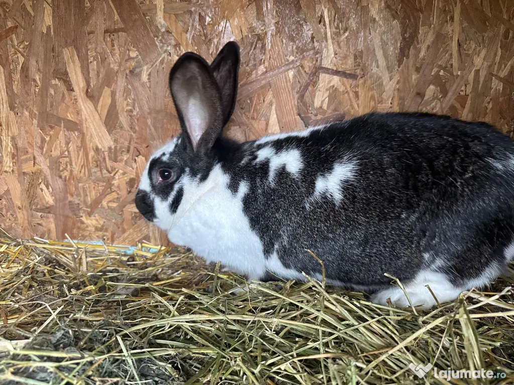 iepurita hycole francez 