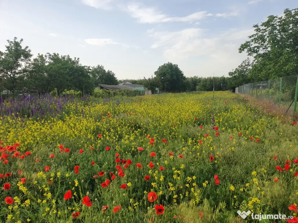 🔥 TEREN 3000 MP LÂNGĂ DUNĂRE + PĂDURE | DESCHIDERE DN31 🔥 