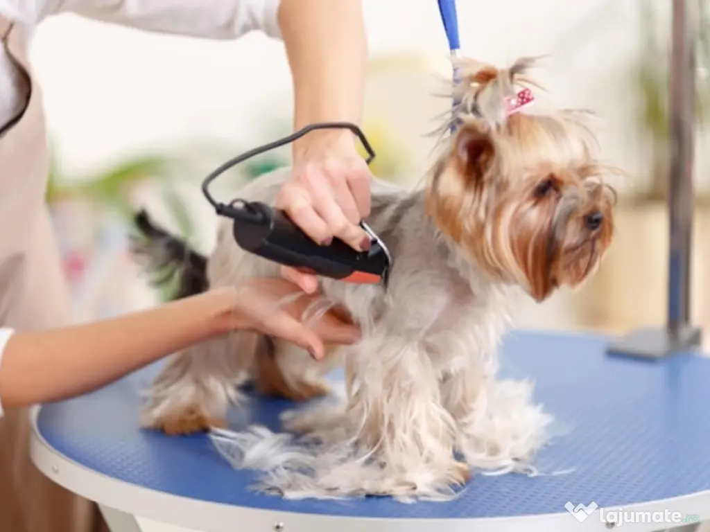 Tund la domiciliu cătei, pisicute, în București și Ilfov. 