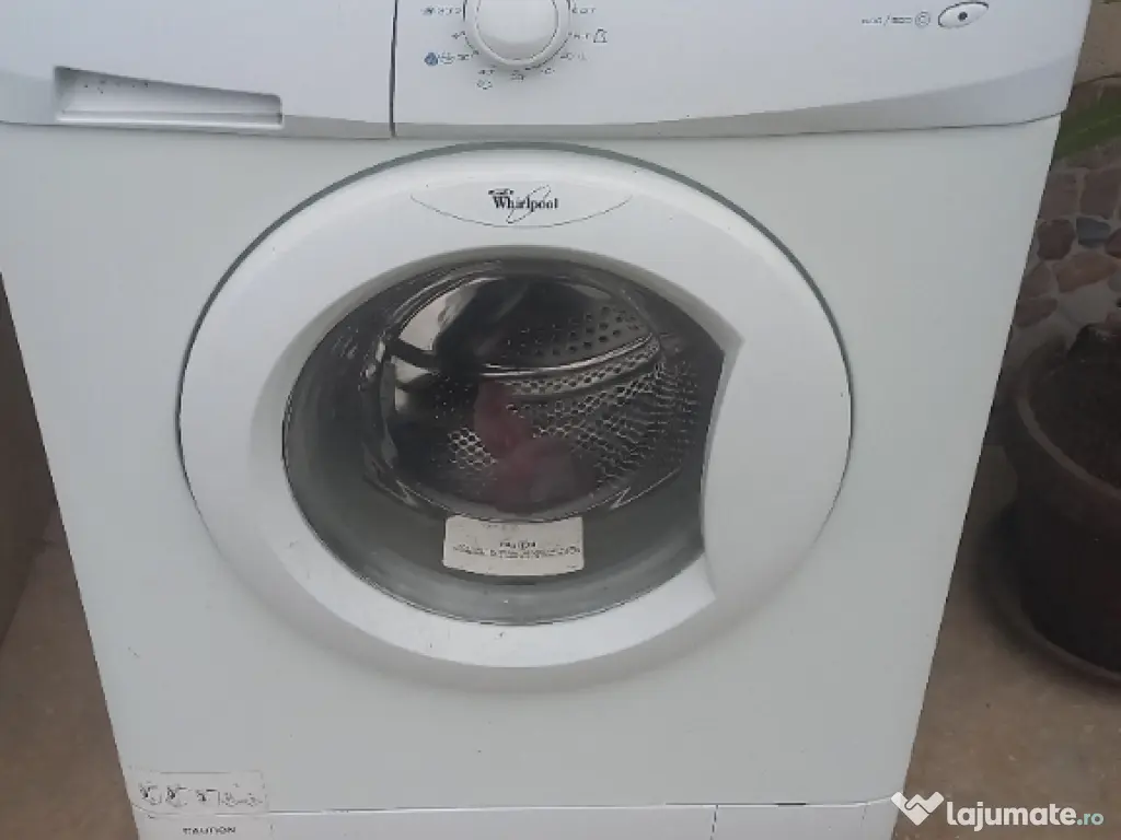 Vând pui ciobănesc german 