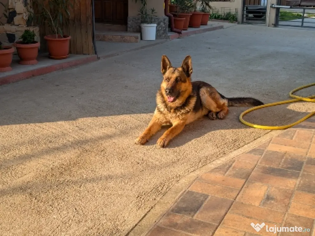 Vând pui ciobănesc german 