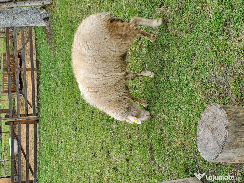 Vánd oi cu miei dupa ele 