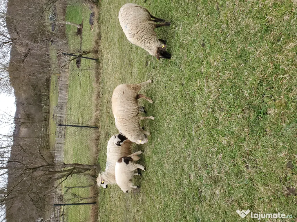 Vánd oi cu miei dupa ele 