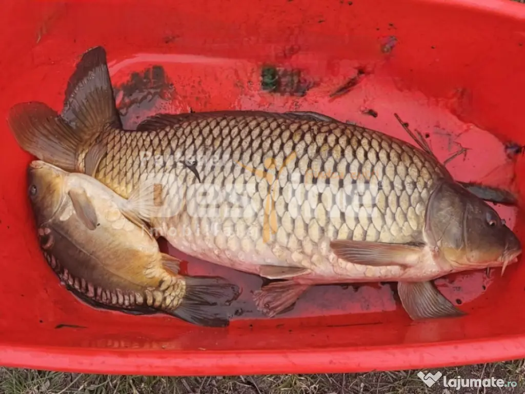 COMISION 0% - Teren intravilan cu 2 iazuri populate – 2225 