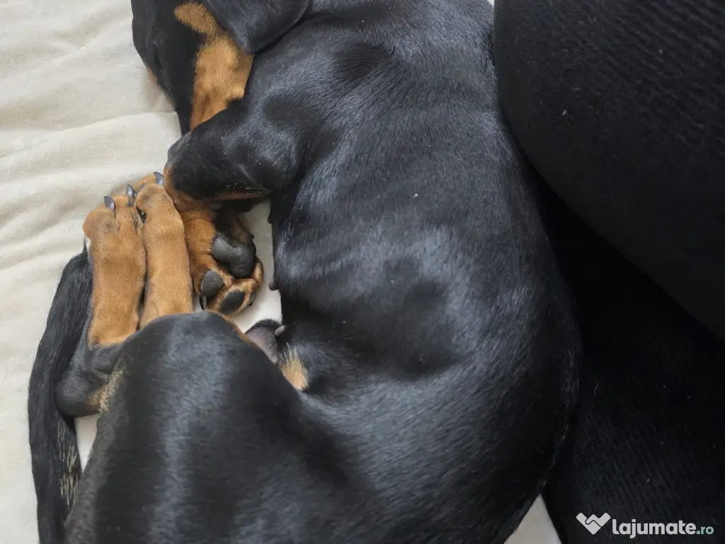 Vând cățel Teckel negru cu pete de foc 