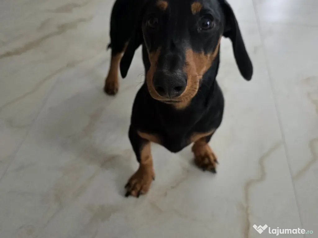 Vând cățel Teckel negru cu pete de foc 