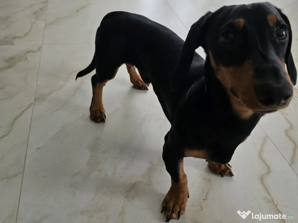 Vând cățel Teckel negru cu pete de foc 