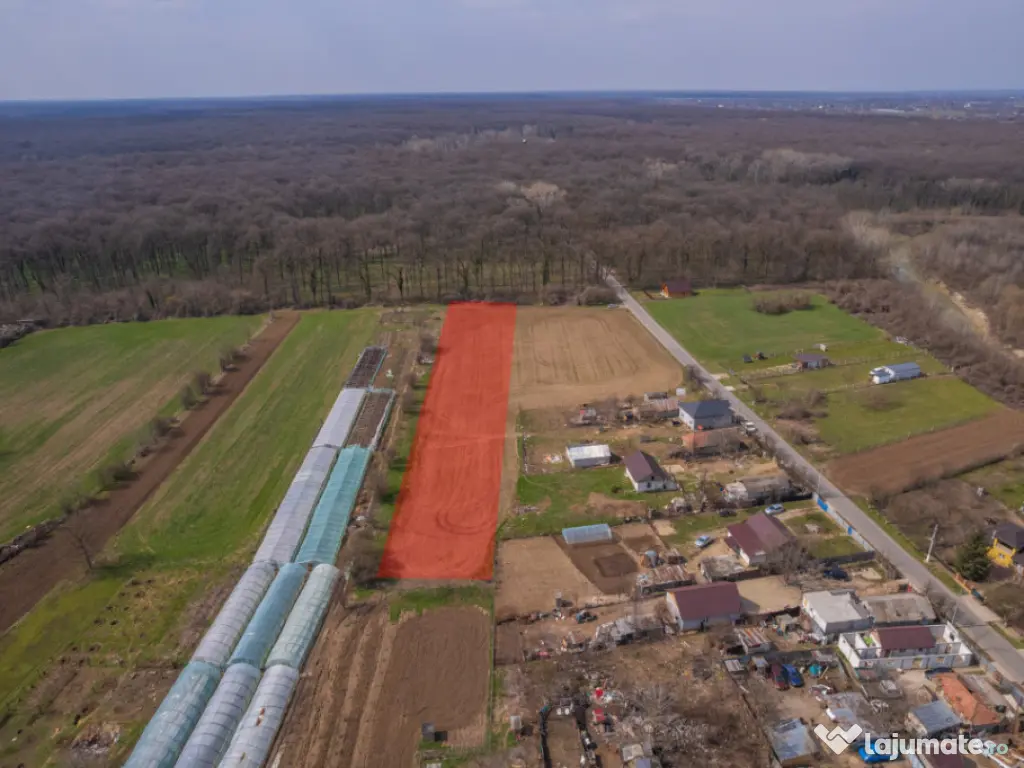 NUCI - BALTA NEAGRA, LOT 3900 MP, LA PADURE! 