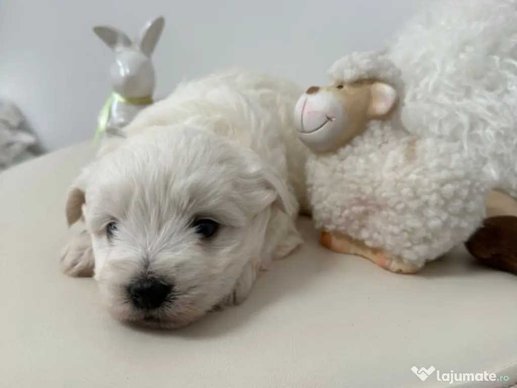 Bichon Maltese Talie Mica 