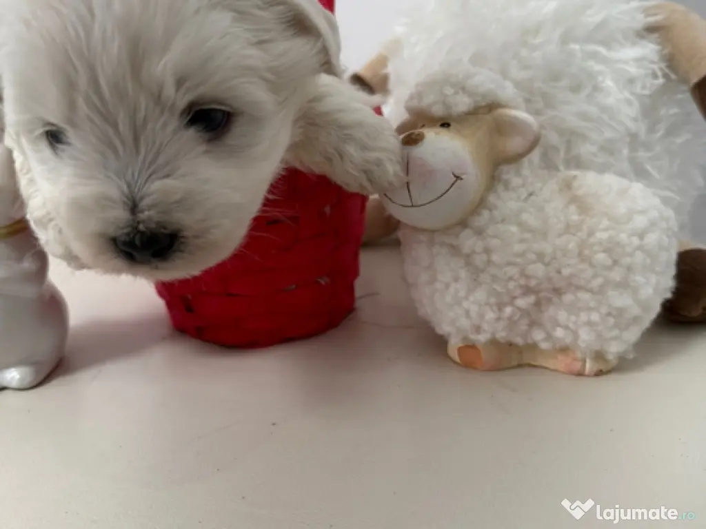 Bichon Maltese Talie Mica 