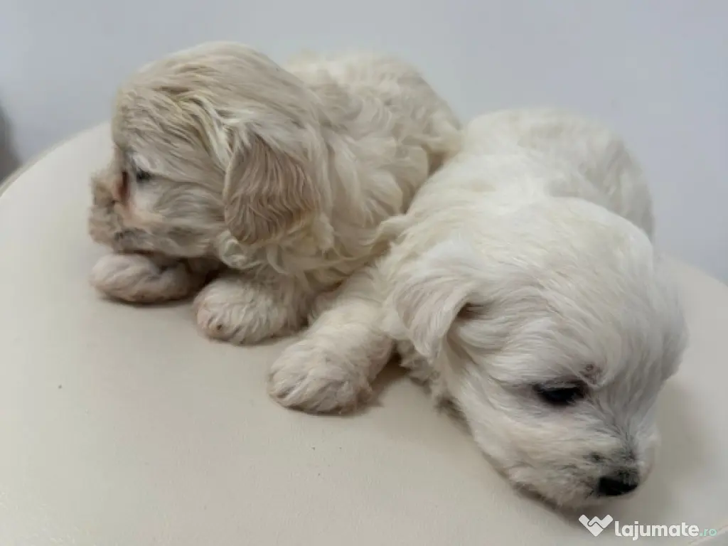 Bichon Maltese Talie Mica 