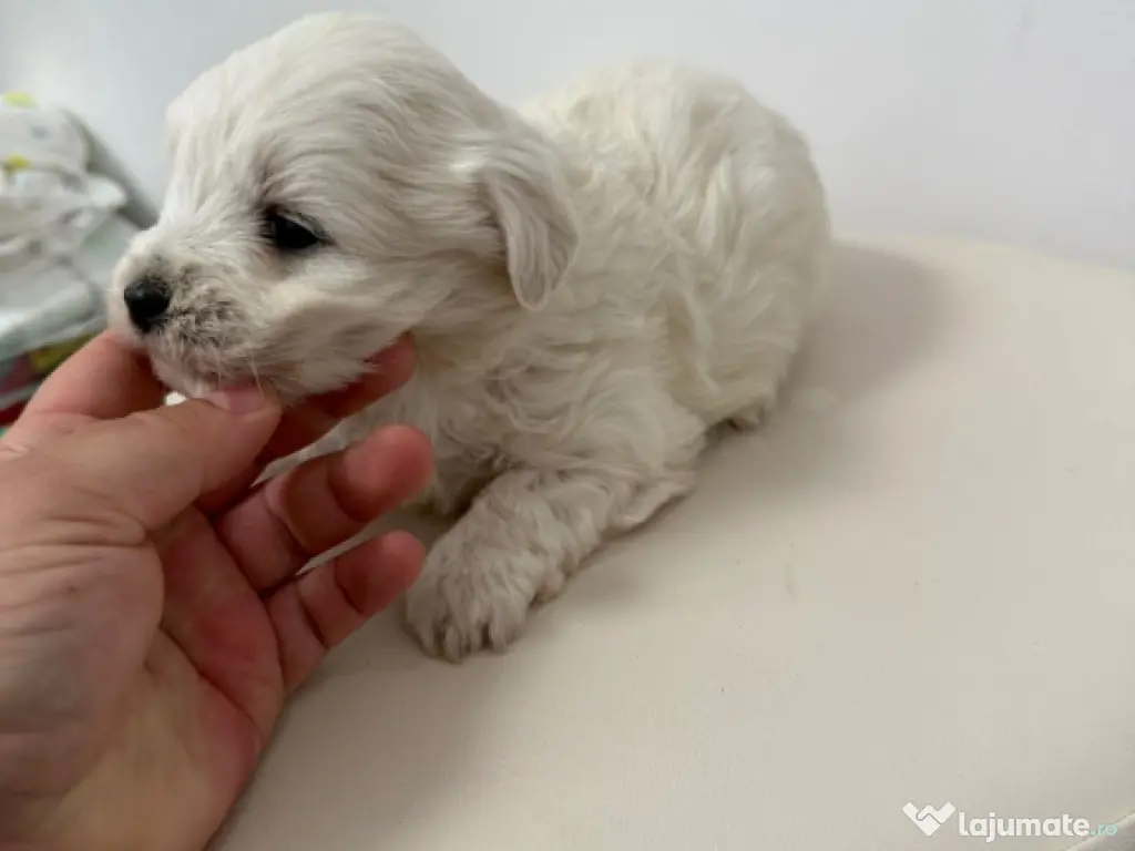Bichon Maltese Talie Mica 