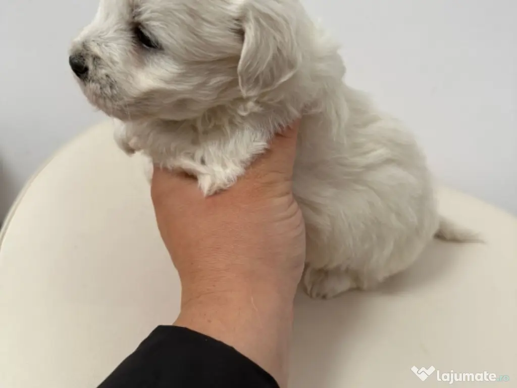 Bichon Maltese Talie Mica 