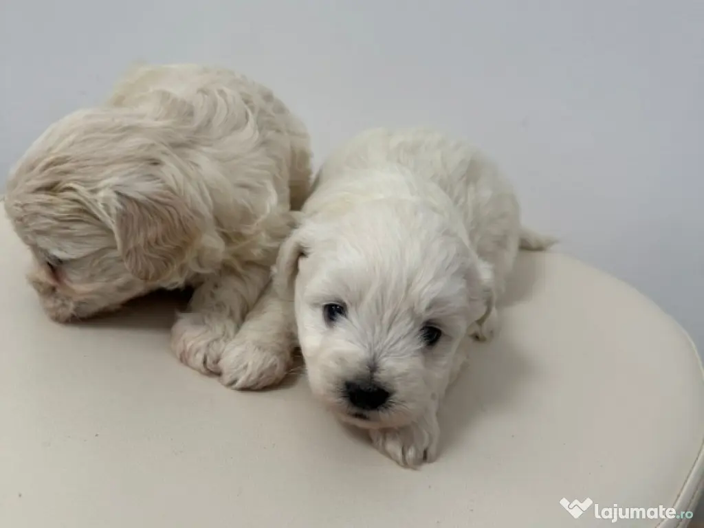 Bichon Maltese Talie Mica 
