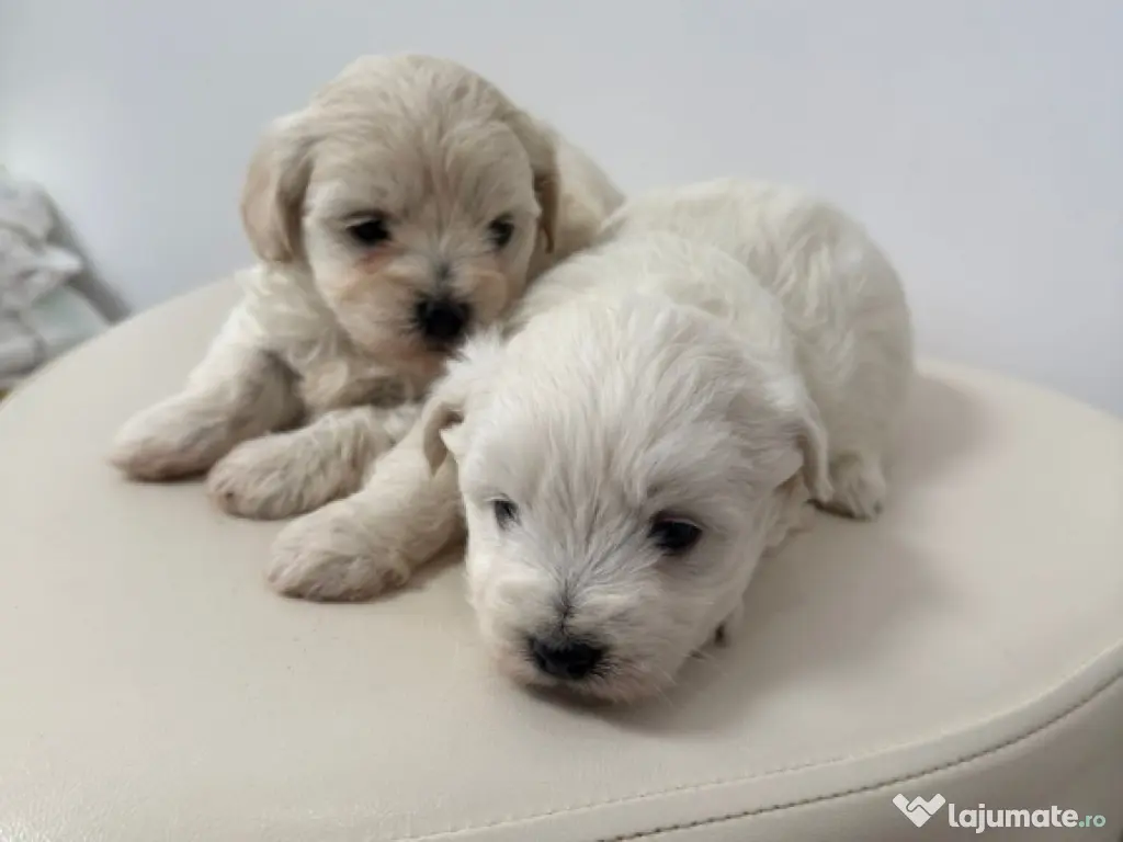 Bichon Maltese Talie Mica 