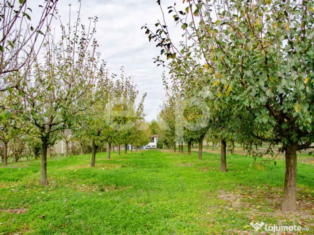 Teren cu livadă de vânzare – Sârbova, poziție excelent 