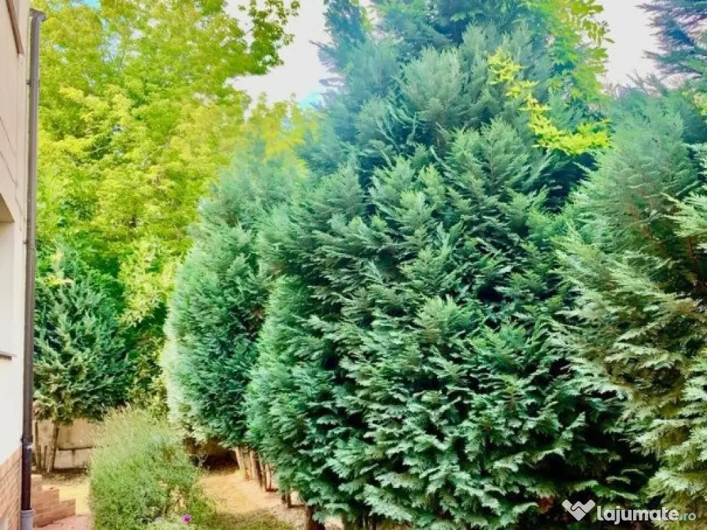 Vila 6 camere, Brancoveanu 