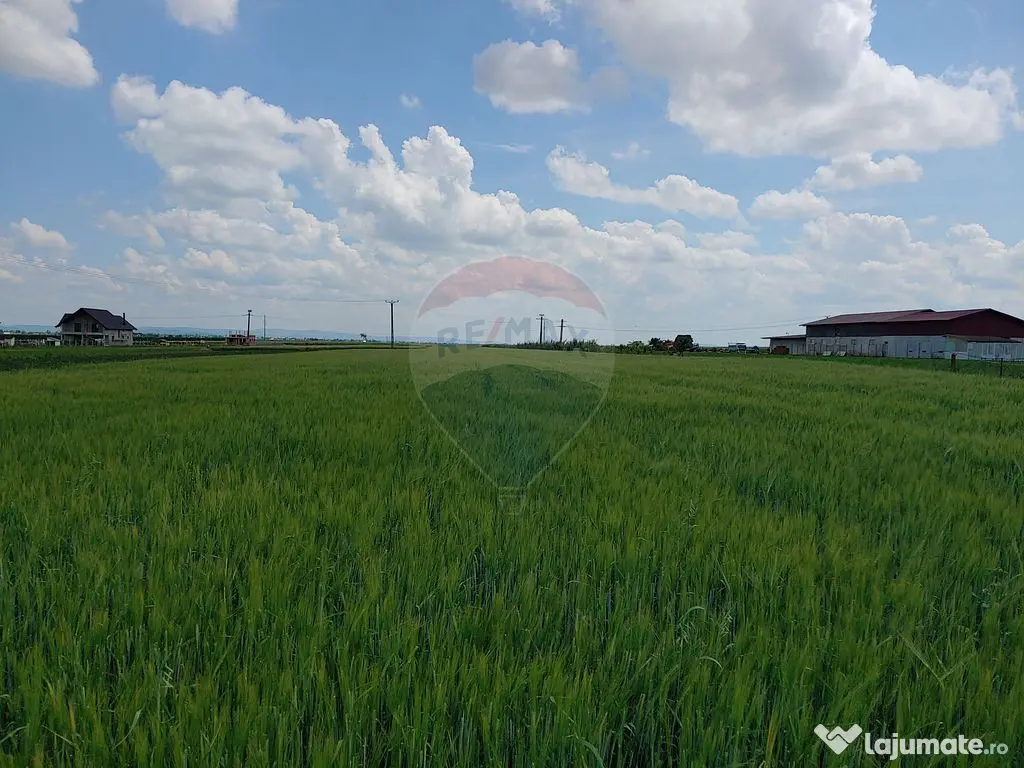 Teren intravilan 6,600mp Dumbraveni / Strada Principala s...