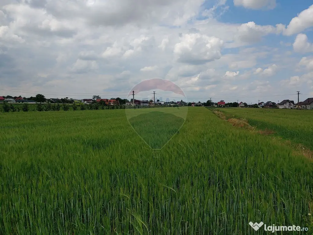 Teren intravilan 6,600mp Dumbraveni / Strada Principala s...