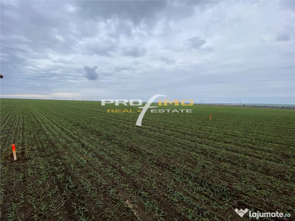 Plaja Corbu-Teren 4200mp. la numai 8 euro /mp. Soseaua asfal 