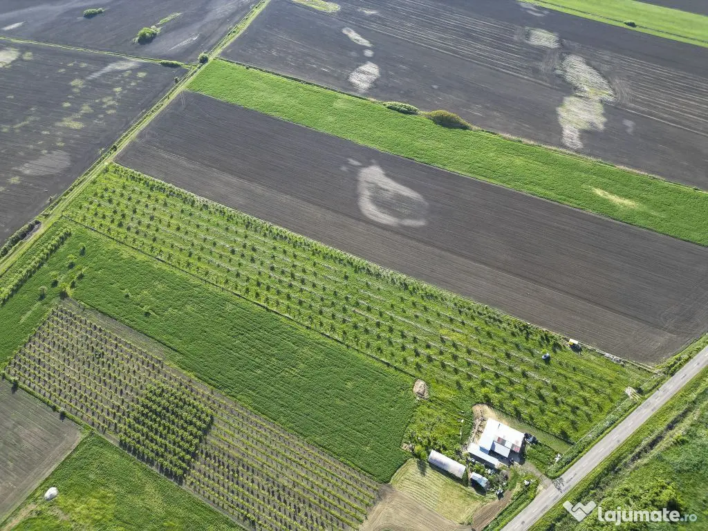 Livadă de nuci și pruni 2.4ha în Variașu Mare 