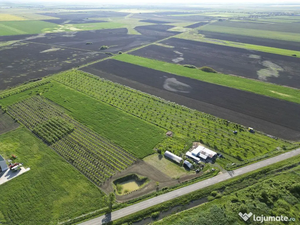 Livadă de nuci și pruni 2.4ha în Variașu Mare 