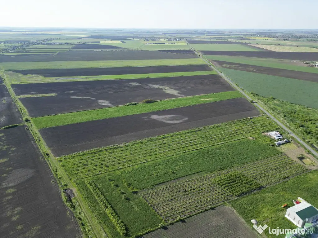 Livadă de nuci și pruni 2.4ha în Variașu Mare 