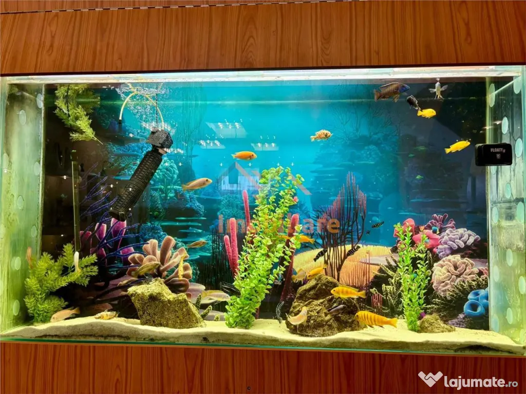 VILA CU 3 CAMERE, CENTRAL 