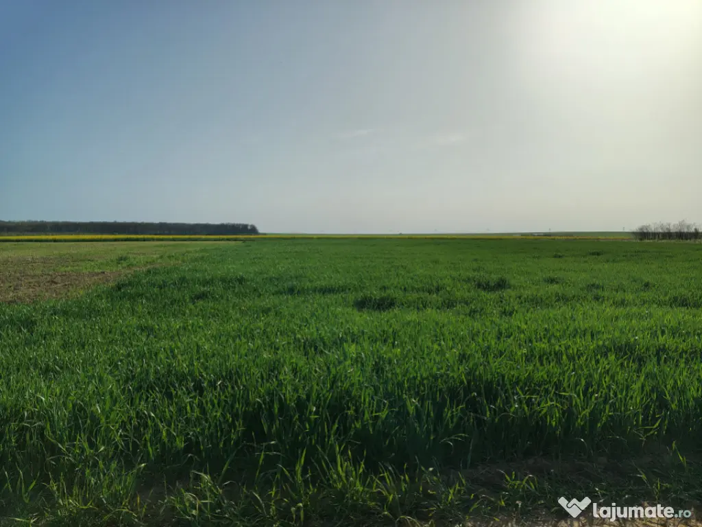 Teren investitie Cernica, Posta 